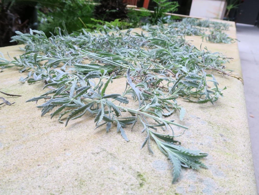 Picture of lavender branches