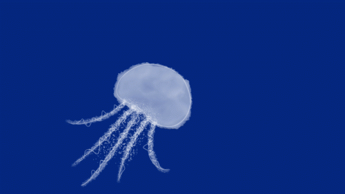 2019-08/jellyfish