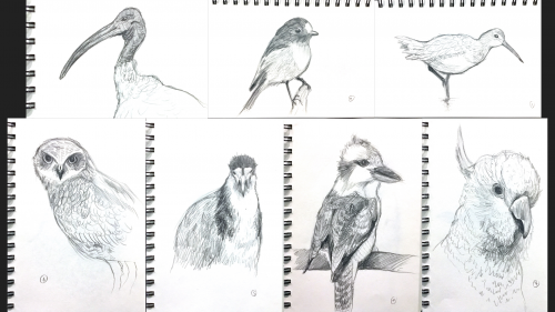 2020-06/birds-sketches
