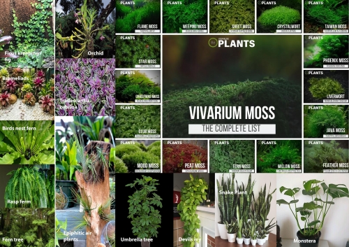 2021-03/vivarium-plants