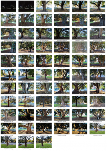 2020-05/scout-trees-compiled