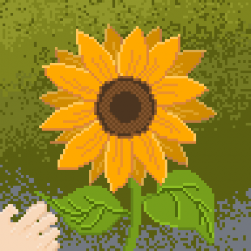 2021-07/sunflower-5