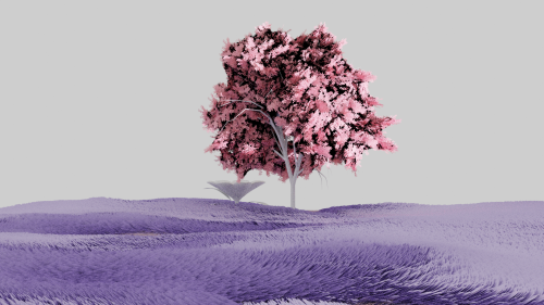2021-10/pinktree-cycles-addplanegrass-1-37s