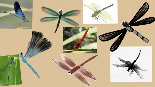 2022-05/dragonfly-design-board